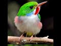 brid wallpaper Stutas wattsup पंछी वॉलपेपर video New