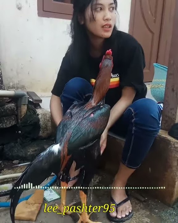 STORY' WA KEREN MANDIIN AYAM