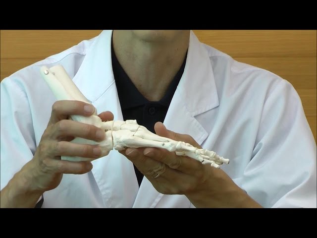 足の骨模型，各骨はゴム紐で繋がれています│A31/1 - YouTube