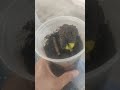 Brotou um caroço de cajú