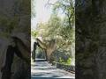 Driving Into Yosemite: The Arch Rock Entrance! 🏞️🐾#shorts