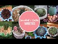 Succulent &amp; Cactus Varieties w/ names