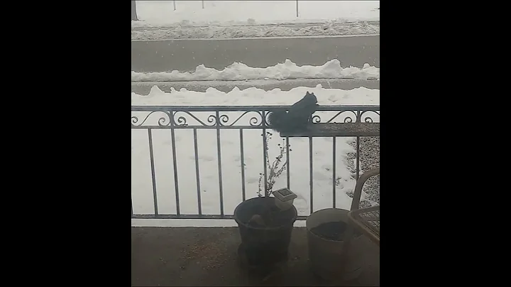squirrel
