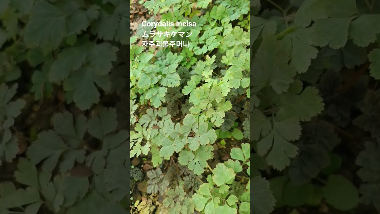 Corydalis incisa 꽃말: "행복을 담은 주머니"💕紫華鬘/incised fumewortムラサキケマン/자주괴불주머니 