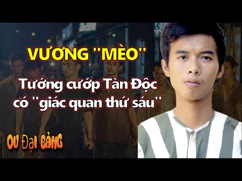 Video: Mèo có giác quan thứ sáu không?