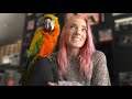 Convincing My LAZY MACAW To Fly | Comet