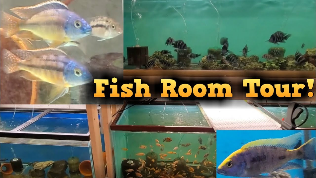 Local African Cichlid Breeder Fish Room Tour - 1000 + Cichlids!