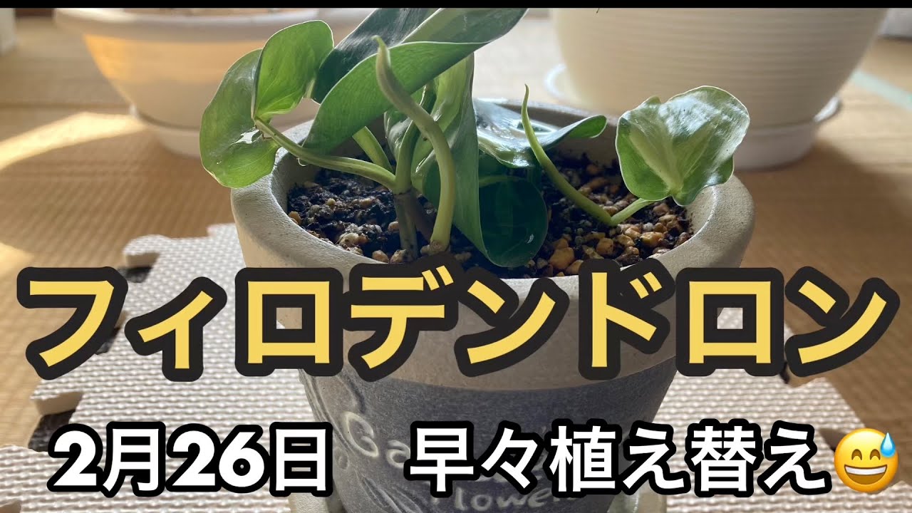 フィロデンドロン 早春植え替え フィロデンドロン 2月に植え替え Youtube