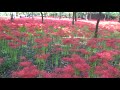 埼玉 日高 巾着田 20191002
