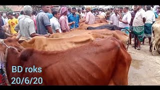 @হাড্ডি সার কসাই গরুর দাম কেমন ? আজ রানীবন্দর হাটে। @Bd roks 20-6-21