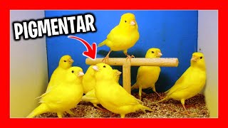 Sari Kanaryalar Nasil Pi̇gmentleni̇r Sari Kanaryalarin Yeti̇şti̇ri̇lmesi̇