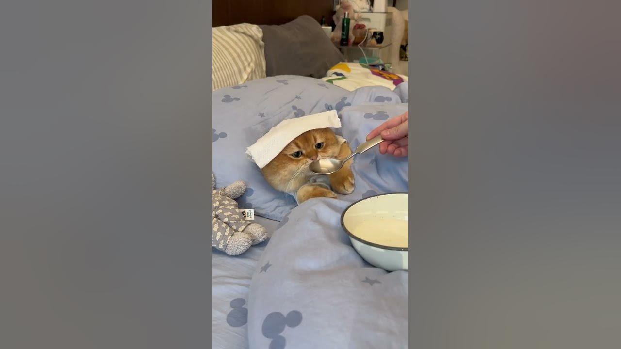 The cat has a fever YouTube