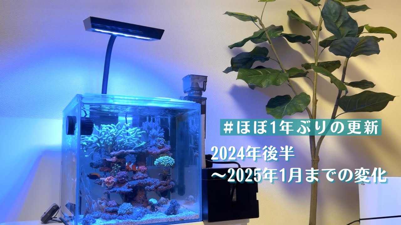 【水槽引っ越し・レイアウト変更】2024年後半～2025年1月までの水槽の変化！