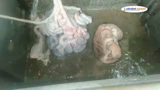Tutorial Cara Membersihkan Jeroan Kambing #aqiqah #domba #tutorial
