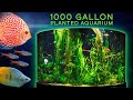 1000 Gallon Planted Aquarium — MESMERIZING Community Aquascape