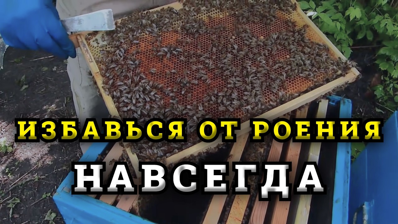 Как за один раз избежать роения пчёл на пасеке. 100% противороевой метод