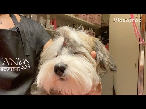 Video: Husdjur: När Valpar Byter Tänder