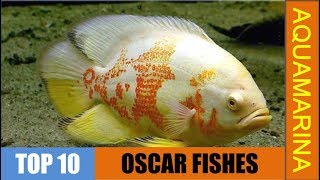 Top 10 types of oscar fish | Different varieties of Oscar fishes || Aquamarina #oscar #aquamarina