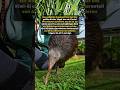 Das einzigartige Kiwi Ei #Fakten #Storys #Geschichten #News