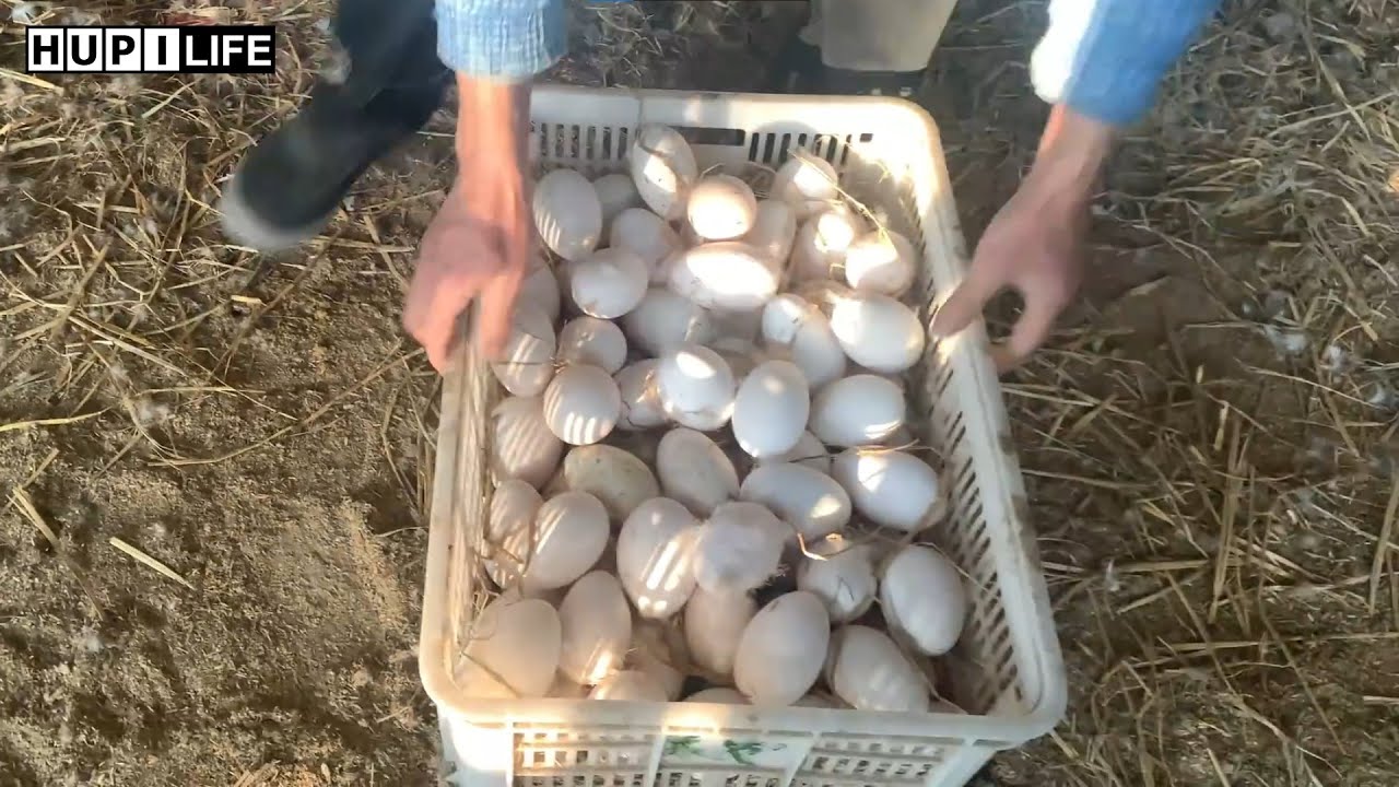Goose Egg Business, How Much Money Can You Make Selling Fresh Eggs | Farm Life