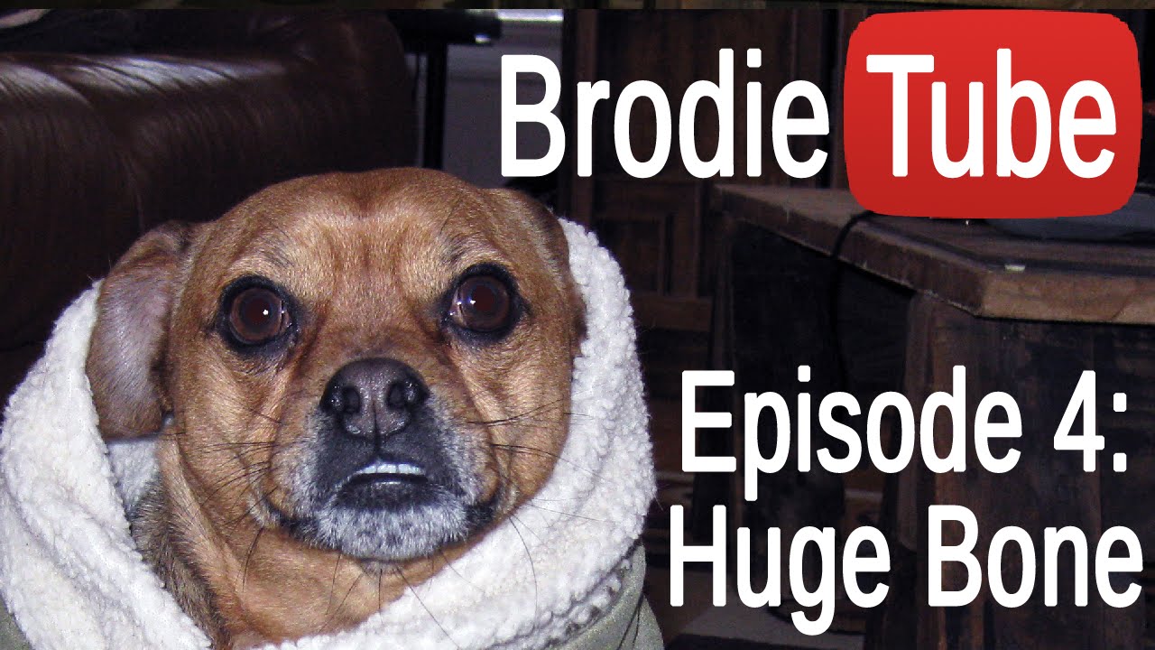 Cute Puggle Plays with a Comically-Oversized Bone