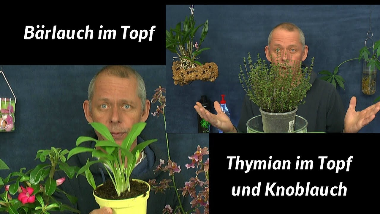 Brlauch im Topf kultivieren Knoblauch heran ziehen und Thymian im Topf