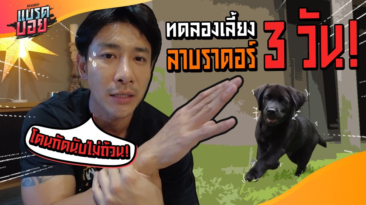 เลี้ยงหมา  Update 2022  รอดไม่รอด เมื่อทดลองเลี้ยงหมาลาบราดอร์ 3 วัน! | Bradboy