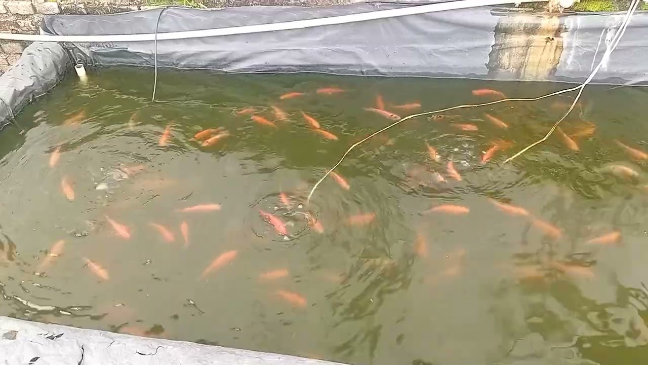 Update perkembangan ikan nila umur 4 bulan dari menetas ||28 desember 2025