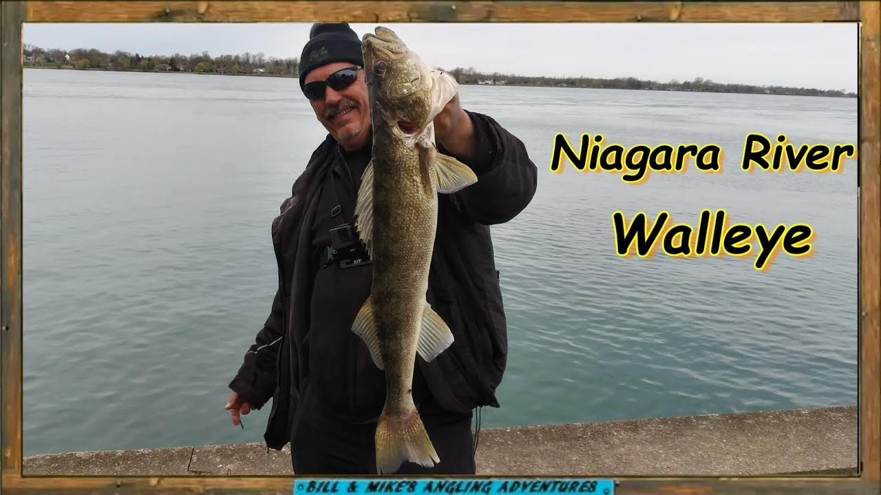 Niagara River Walleye - shore fishing 