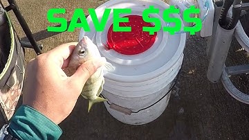 How to Catch Pinfish - Bait Shops DON