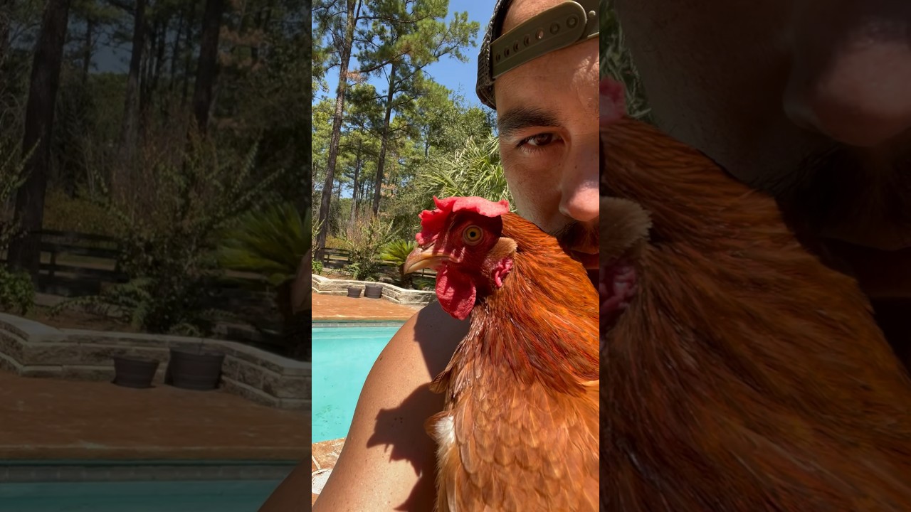 Obejrzyj DO Chickens🐔 SWIM?! #farm #country #countrylife #chicken w YouTube Obejrzyj DO Chickens🐔 SWIM?! #farm #country #countrylife #chicken w YouTube