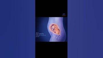 fetus development / 40 weeks of pregnancy || #medical