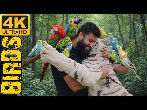 Tigers Hon Ya Birds⁉️Mere Liye Sb Animals Aur Birds Brabar Hain | Enjoy Kren My Birds AVIARY Peace🕊️