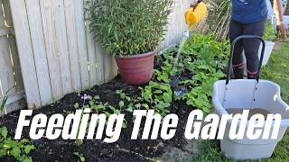Planting Onions + Trimming bushes + Fertilizing Every Plant in the Garden