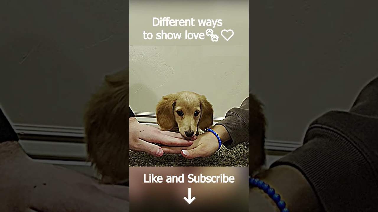 Our pets show us their love in different ways ❤️🐾