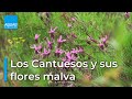 CANTUESO, una LAVANDA que aroma los campos | FLORES MALVA