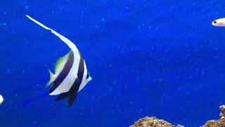Heniochus acuminatus - Rotmeer Wimpelfisch.