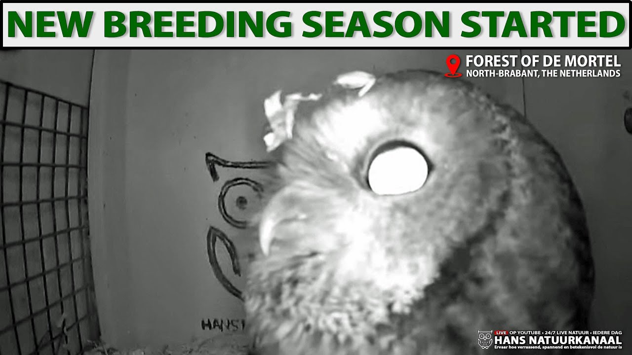 🦉 Tawny Owl Night Live Cam | Courtship Calls & Nest Activity 🌙 Forest of De Mortel
