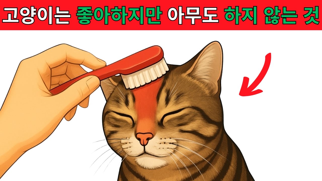 고양이가 정말 좋아하지만 집사 중 단 3.75%만 하는 10가지 행동