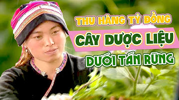 Thu tiền tỷ từ trồng cây dược liệu dưới tán rừng