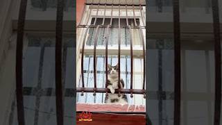 Cat Giggles #231 – Your Daily Dose of Funny Cats! 😻 #shorts #pet #cat #funny #foryou #viralvideo