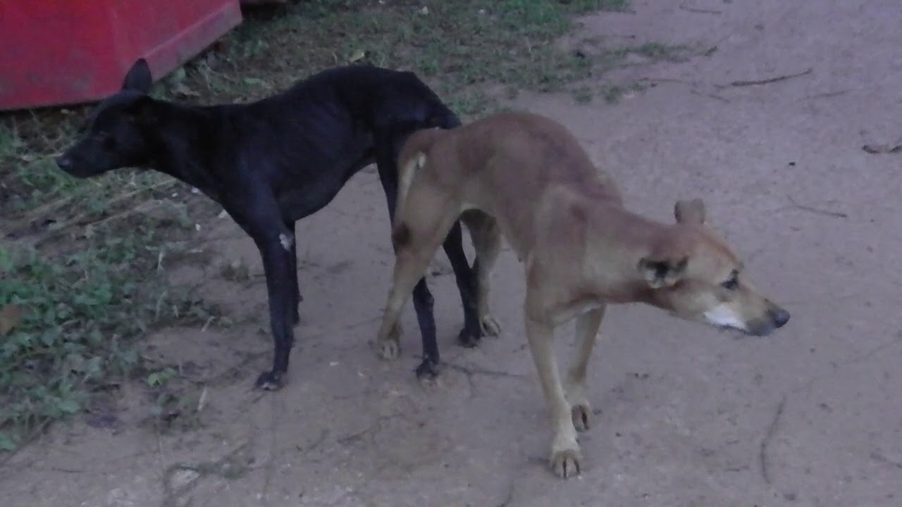 Dog on the street The season of dog in Cambodia breeding YouTube