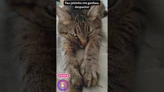Teu jeitinho me ganhou, despacito! #despacitosong #gatosdomésticos #gatosdoinstagram #catsoftiktok