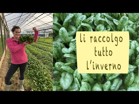 Video: Lamponi Di Spinaci Meravigliosi. In Crescita