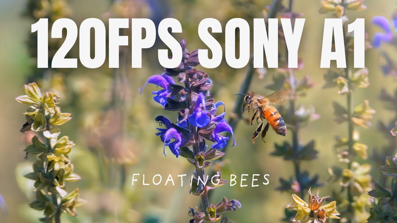 Honey bees on meadow sage filmed at 120fps on the Sony a1 with the Tamron 150-500mm