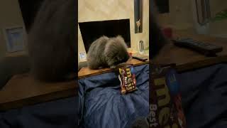 だいちゃんお菓子袋に入る 猫 エキゾチック お菓子あそび