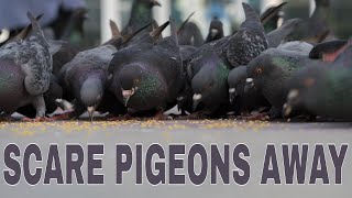 Sound To Scare Pigeons Away  ONE HOUR PIGEON VERSION