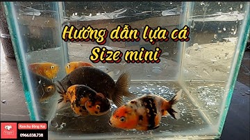 Hướng dẫn phân biệt cá mini đẹp và xấu cho người mới chơi #goldfish #ranchu_goldfish #cámheo