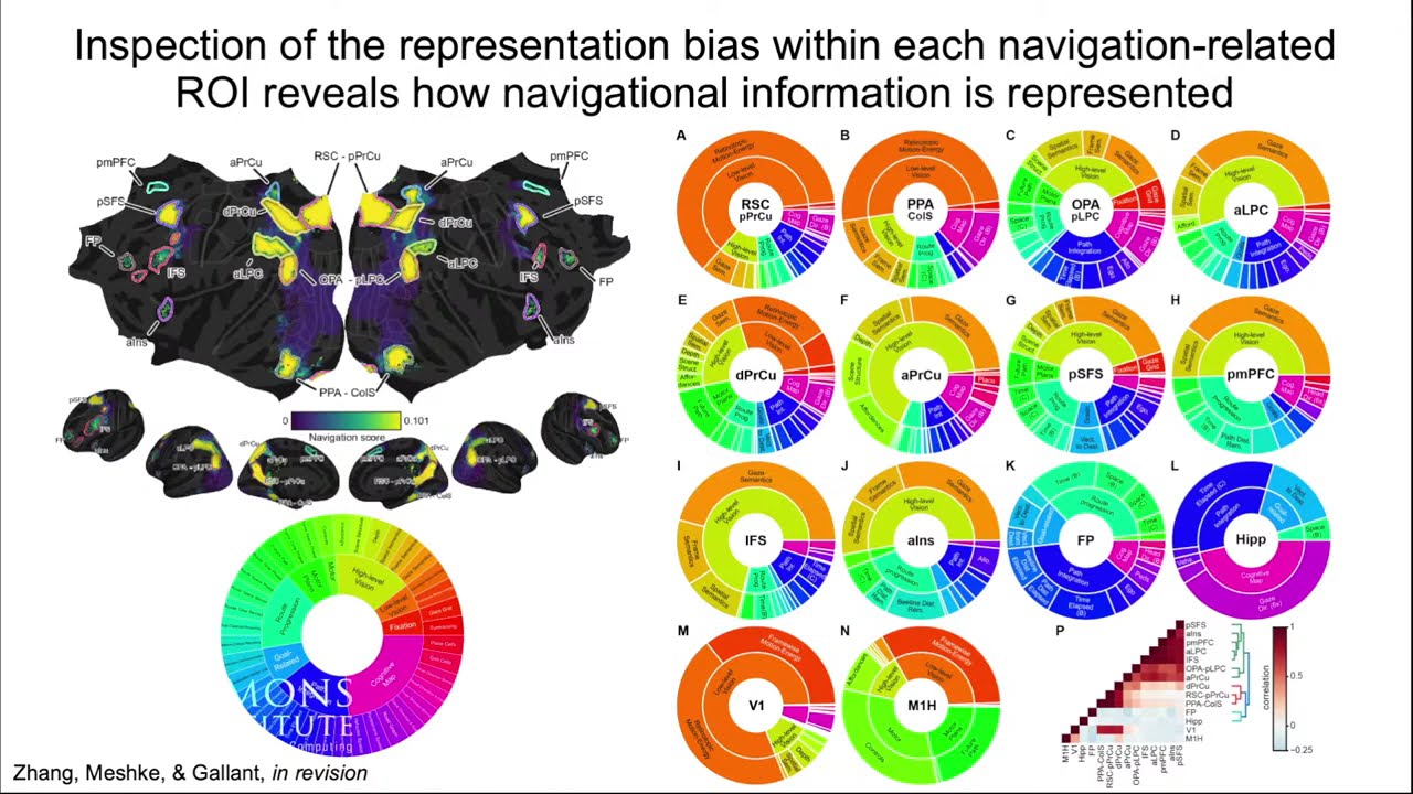 Representation of the world in the human brain