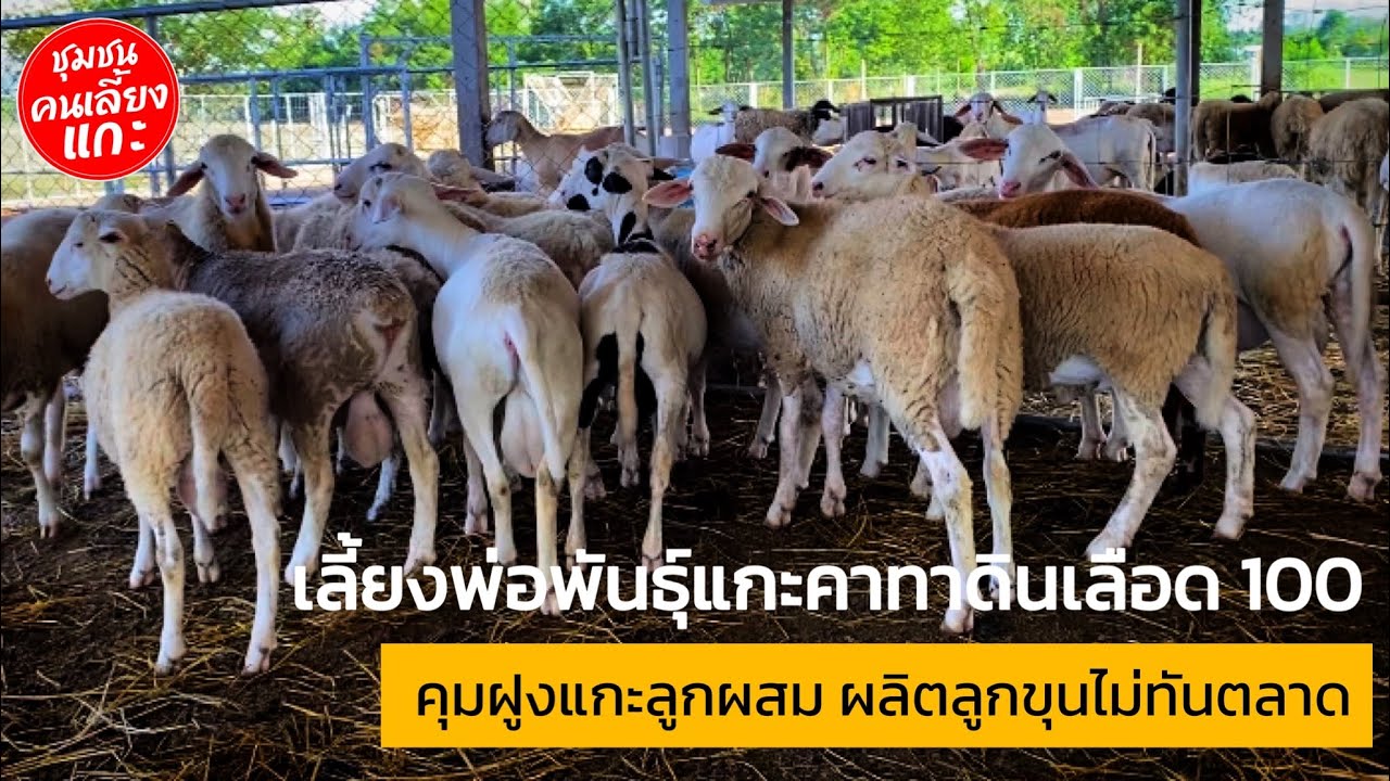 เลี้ยงพ่อพันธุ์แกะคาทาดินเลือด 100 คุมฝูงแกะลูกผสม ผลิตลูกขุนไม่ทันตลาด #แกะลำสนธิ #ชุมชนคนเลี้ยงแกะ